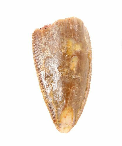 Serrated, Raptor Tooth - Morocco #59978